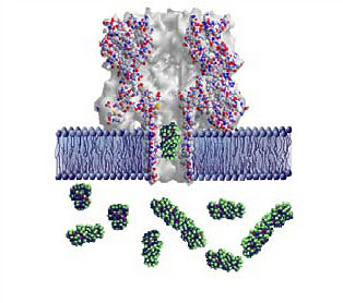 lipid bilayer membrane with an alpha-hemolysin nanopore