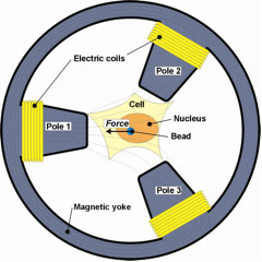 Magnetic tweezers unravel cellular mechanics
