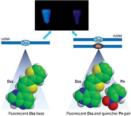 Schematic illustration showing fluorescence of the Dss base (left) and the Pn base (right) quenching the fluorescence upon hybridization