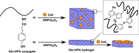 Formation of Gtn–HPA hydrogels by enzyme-catalyzed oxidation for (a) 3D and (b) 2D cell growth/differentiation