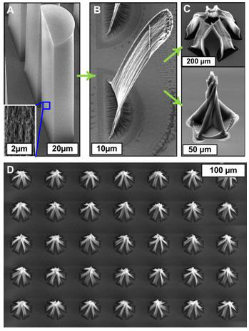 SEM image of carbon nanotube forests before (A) and after (B) capillary forming