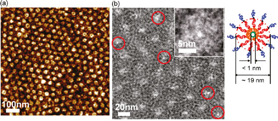 AFM image of a polymer membrane whose dark spots corresponds to organic nanotubes