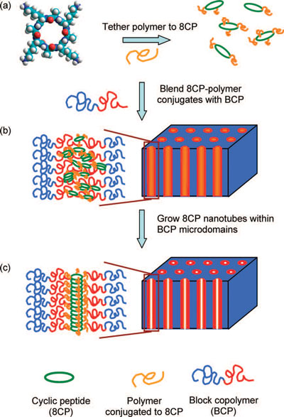 process by which a polymer is tethered to cyclic peptides (8CP)then blended with block copolymers (BCPs) to make a membrane aligned with subnanometer channels in the form of organic nanotubes