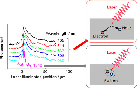 Diffusion lengths at different wavelengths of excitation light