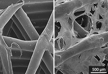 Scanning electron microscopy images showing the bare scaffold (left) and the growth of human MSCs on the scaffold after two weeks (right)
