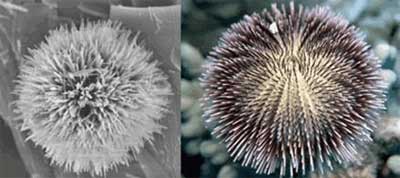 Nano urchin