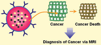 Search and destroy cancer cells with nanoparticles