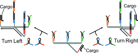 Illustration shows a programmable molecular robot — a sub-microscopic machine made of synthetic DNA that can move among different branches of a molecular track while carrying cargo