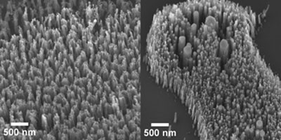 carbon nanofibers grown from nickel nanoparticle catalysts
