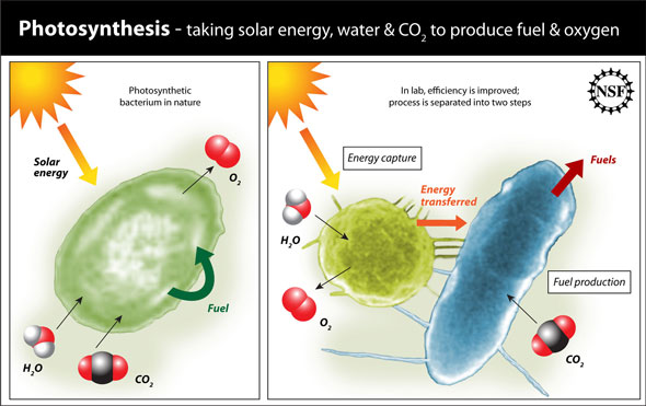 In photosynthesis, solar energy is captured and used to produce chemical fuel by a photosynthetic organism