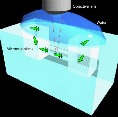 The nano-aquarium glass microchip confines microorganisms within an embedded channel, allowing their behavior to be captured easily