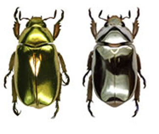 >Pictures of the Chrysina aurigans (left) and the Chrysina limbata (right) beetle specimens displaying their brilliant golden and silver appearance