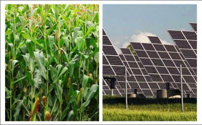 Photosynthesis or photovoltaics? Which is more efficient at harvesting the sun's energy, plants or solar cells?