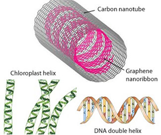 Schematic illustrations of the nanotube–nanoribbon structure (top) and comparable helical structures in nature