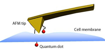 Schematic representation of a quantum dot immobilized on an AFM tip penetrating the membrane of a cell