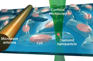 Fluorescence imaging of nanodiamonds in a living human cell