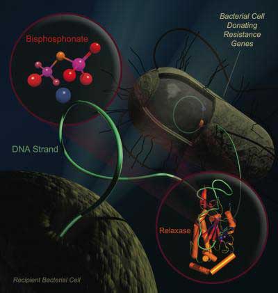 Antibiotic resistance propagates in bacteria by moving DNA strands