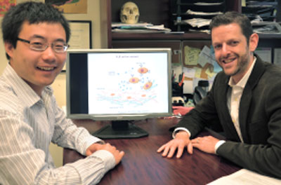 Weian Zhao (left) and Jeffrey Karp sit beside a graphic demonstrating their novel platform technology for monitoring single-cell interactions in real time