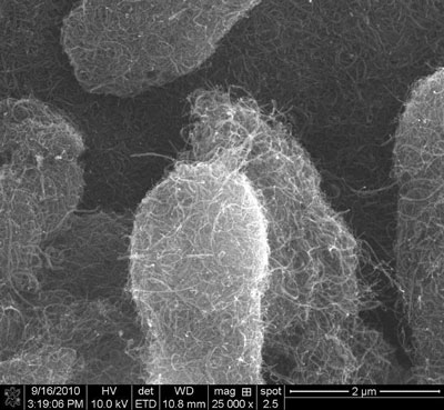 carbon nanotubes, seen by scanning electron microscopy