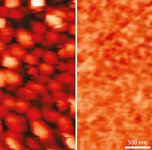 Atomic force microscopy images of P3HT blended with graphene sheets (left) and graphene quantum dots (right)