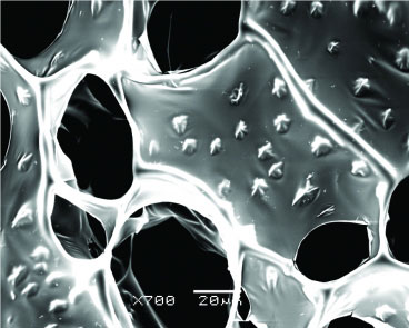 A scanning electron microscope image of nanowire-alginate composite scaffolds