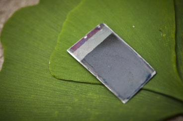 The artificial leaf, a device that can harness sunlight to split water into hydrogen and oxygen without needing any external connections, is seen with some real leaves