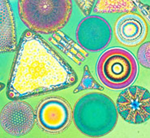 group of diatoms