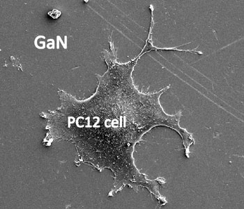 Scanning electron microscope image of cell growth on GaN that has been coated with peptides