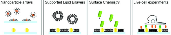 Schematic shows gold nanoparticle arrays embedded into a supported lipid bilayer membrane then selectively labeled with specific surface chemistry properties