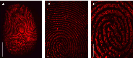 Images of fingerprints by visualising fluorescent markers