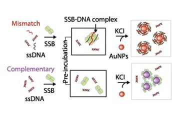 mechanism used to probe interactions between single-stranded DNA (ssDNA) and single stranded DNA-binding protein