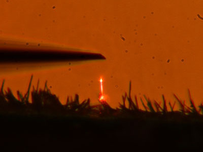 Optically pumped GaN nanowire laser shown glowing orange
