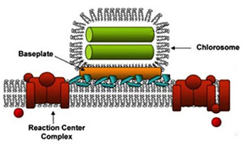 The photosystem in green bacteria consists of a light-harvesting antenna called a chlorosome and a reaction center