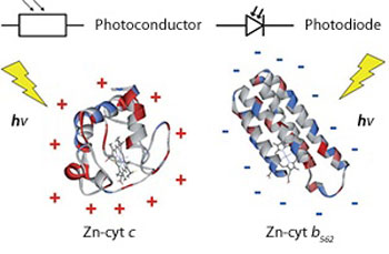 Zinc-substituted cytochrome b562 (right) immobilized on a gold electrode acts as an n-type photodiode, whereas zinc-cytochrome c (left) acts as a p-type photoconductor