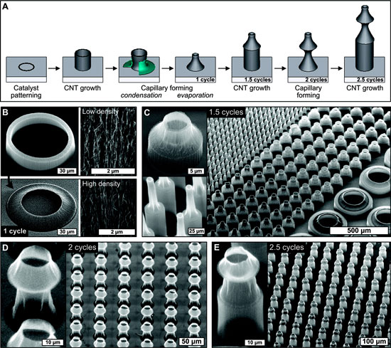 Fabrication of cylindrical carbon nanotube microbellows by iteration of growth and capillary forming