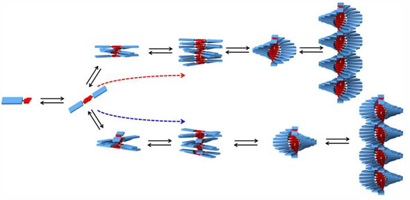 A diagram showing the formation of helical SOPV polymer chains.