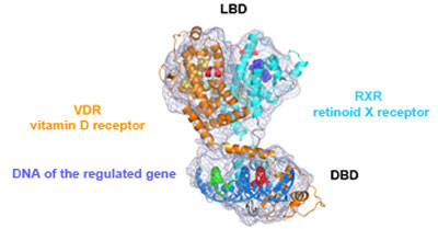Representation of the 3D architecture of two vitamin receptors