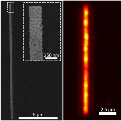 a 15-micron line of 50-nanometer spherical gold nanoparticles