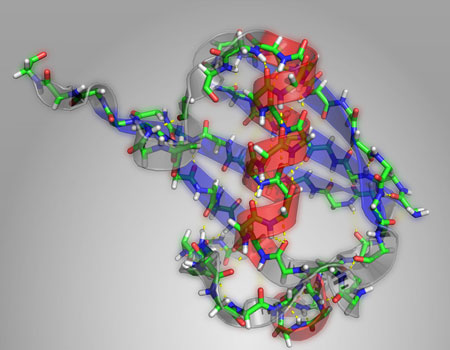 LundIn this structural diagram of the protein ubiquitin, alpha helices are highlighted in red and beta sheets highlighted in blue