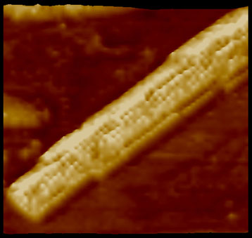 atomic force microscopy image showing a conductive supramolecular fiber