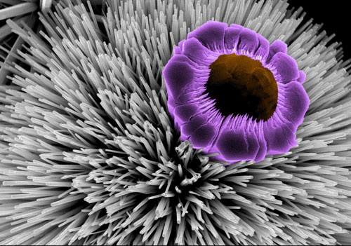 Nano flower