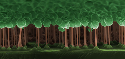 The dark forest of GaAs/GaInP nanowires