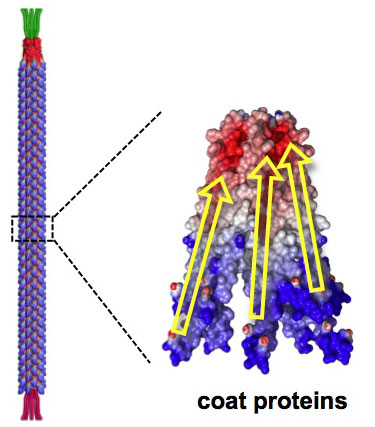 The M13 bacteriophage has a length of 880 nanometers and a diameter of 6.6 nanometers