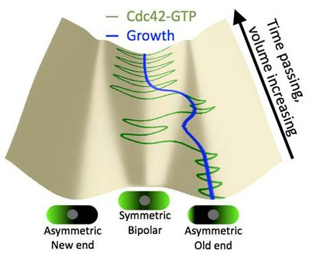 evolution of Cdc42 distribution during cell growth