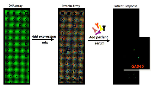 Nucleic Acid Programmable Protein Array, NAPPA, in actio