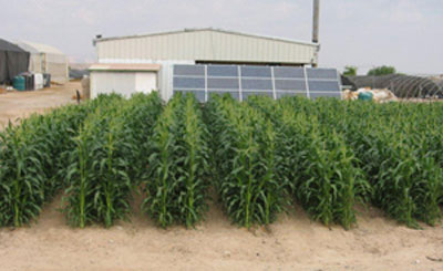 Experimental farm irrigated with solar-powered desalination system