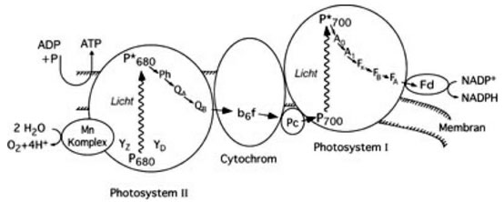 Schematic representation of mechanisms involved in plant photosynthesis