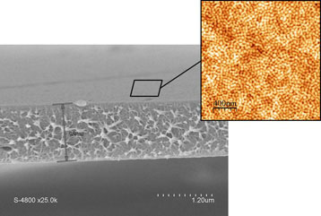 Scanning electron microscopy image of the membrane with an atomic force microscopy enhancement of the surface