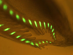 fluorescence in key marine creature: amphioxus