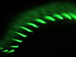fluorescence in key marine creature